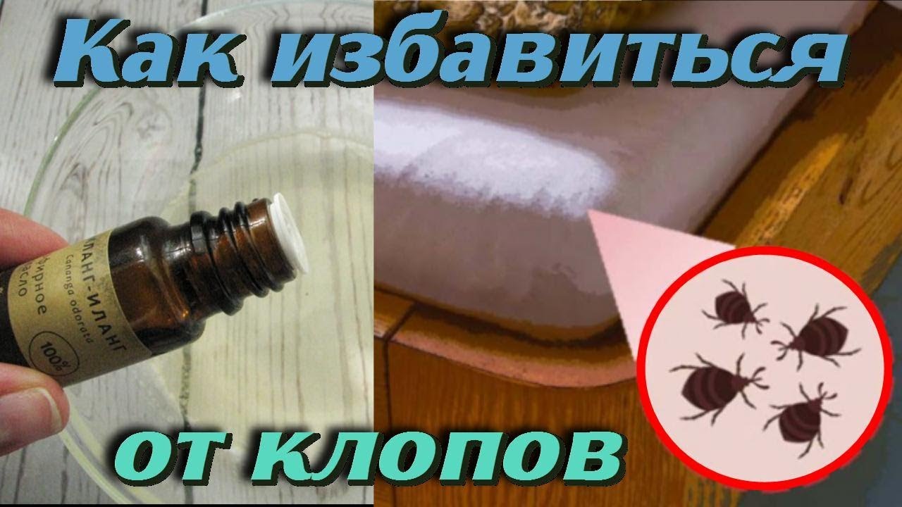 Клопы в квартире: как избавиться самостоятельно используя эффективные средства