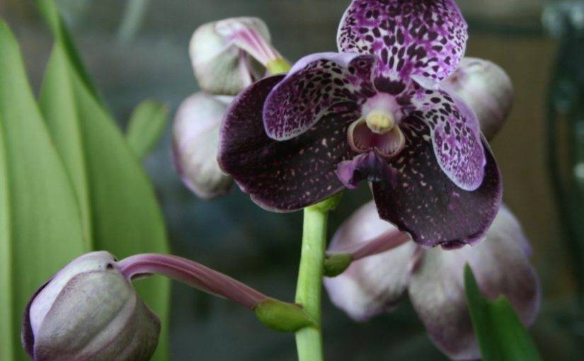 Разные способы выращивания орхидей (из цветка, из клубня, из стрелки), можно ли и как содержать в открытой и закрытой системах