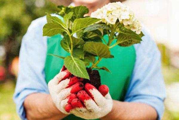 Гортензия — обзор рекомендаций экспертов как сажать, выращивать и ухаживать за цветком