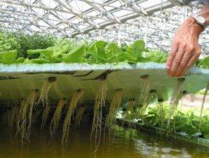 Раствор для гидропоники своими руками: разновидности, варианты приготовления и использования