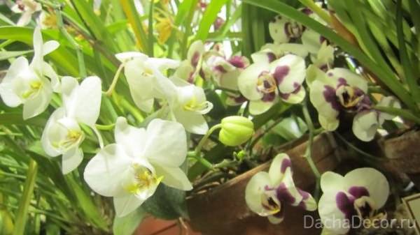 Как вырастить орхидею в домашних условиях - практическое руководство по агротехнике и уходу для новичков: видео о том, можно ли, при каких условиях и как правильно это делать