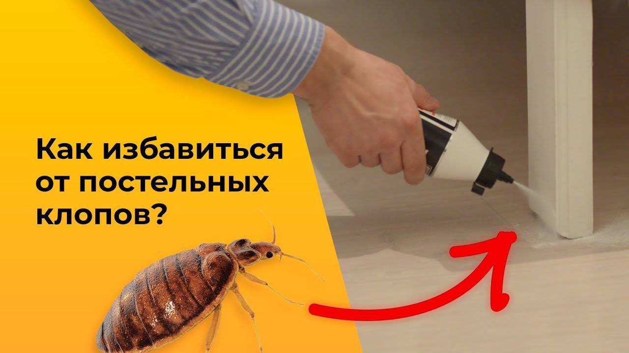 Как избавиться от постельных клопов: способы борьбы с кровососущими вредителями