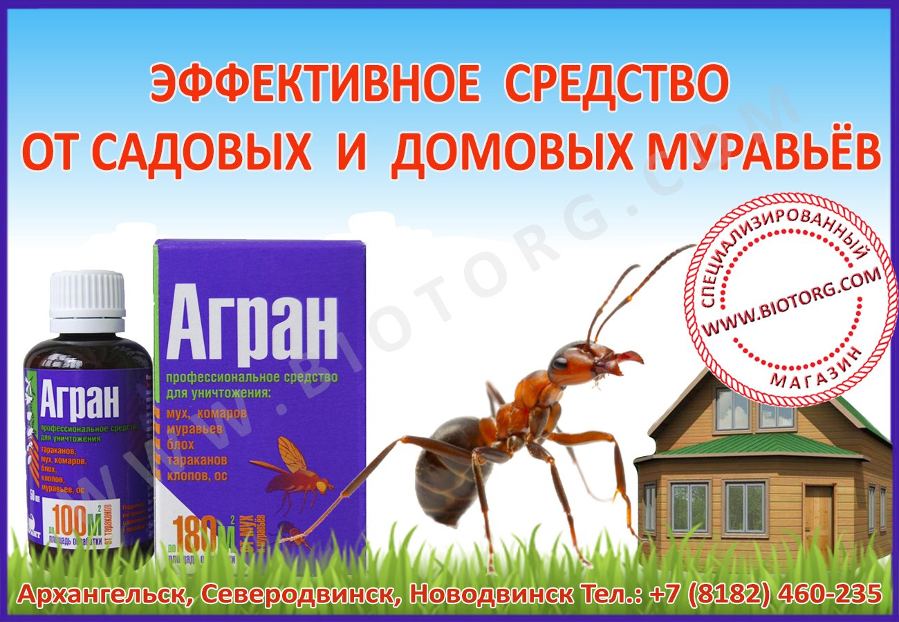 Как избавиться от рыжих муравьев в квартире