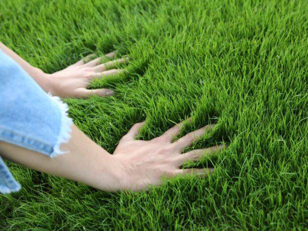 Жидкий газон на даче своими руками: технология гидропосева | фазенда рф