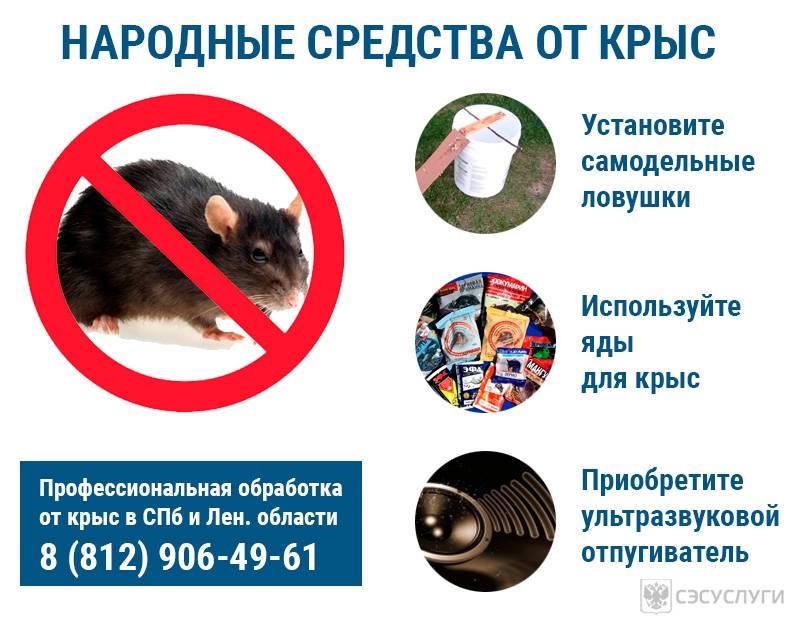 ???? как избавиться от мышей в квартире и частном доме: эффективные способы