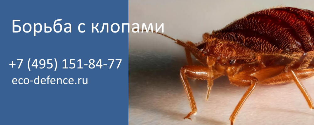 Как избавиться от клопов
