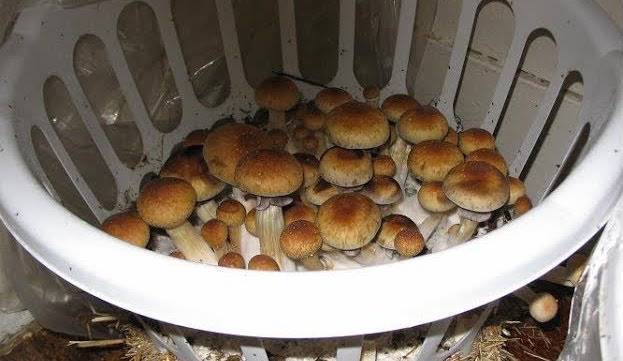 Выращивание грибов в домашних условиях