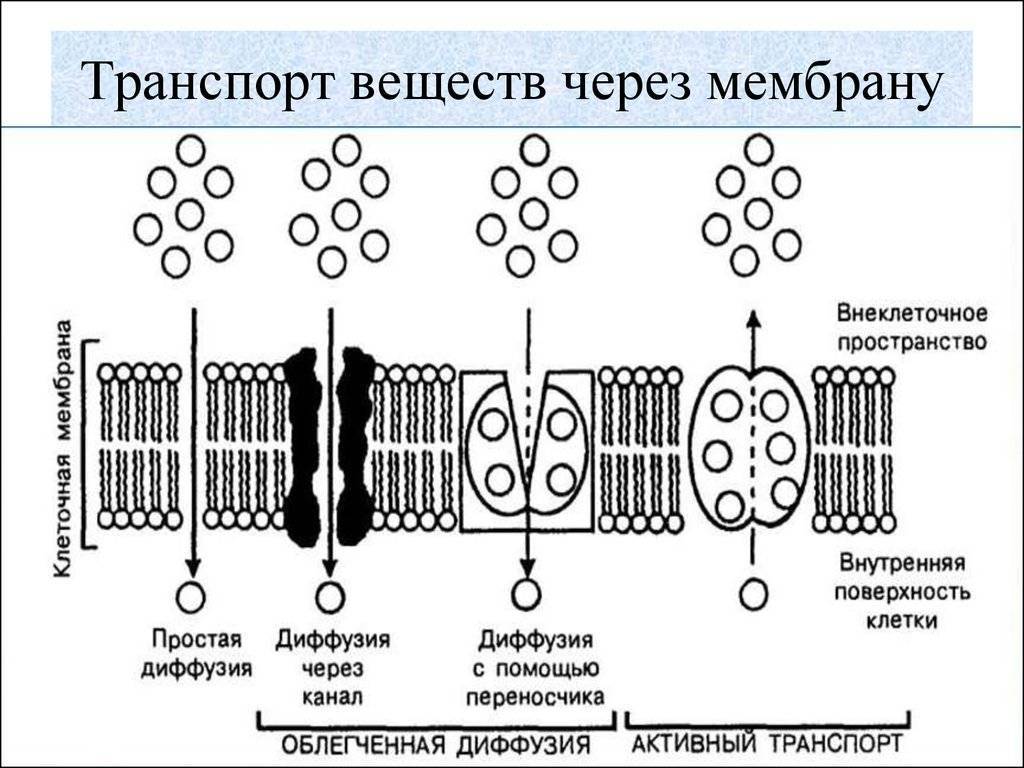 Диффузионные мембраны и причины их популярности