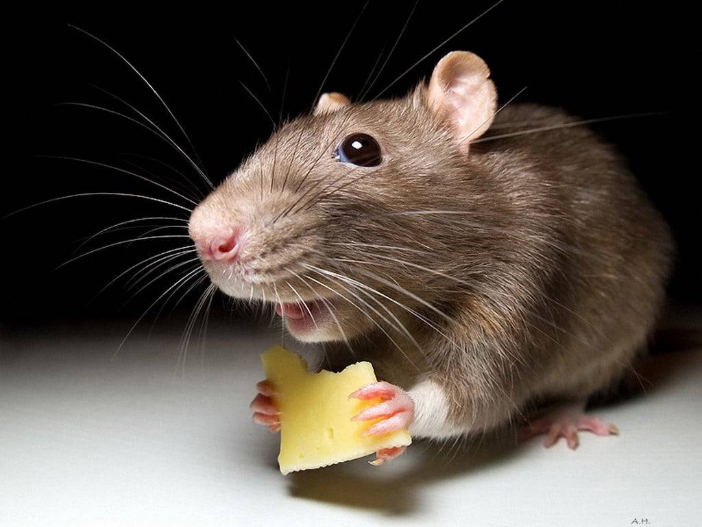10 лучших отпугивателей мышей – рейтинг 2020 года