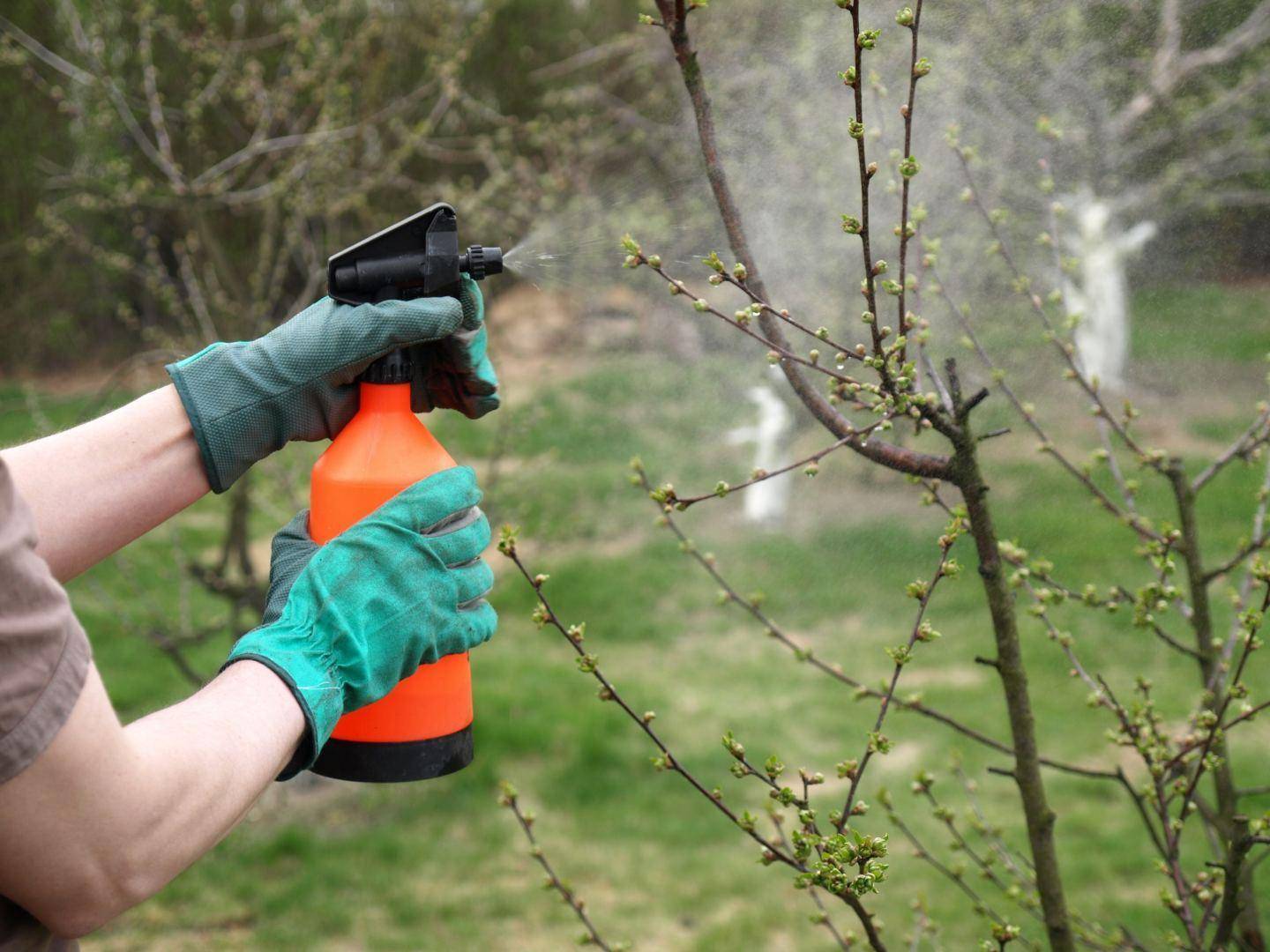 Опрыскивание плодовых деревьев от насекомых-вредителей после цветения