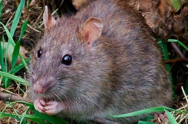Как избавиться от мышей — самая эффективная отрава