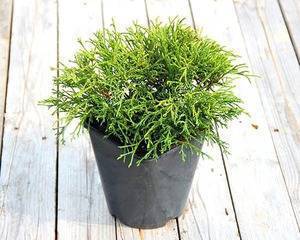 Кипарисовик горохоплодный филифера нана (chamaecyparis pisifera filifera nana)