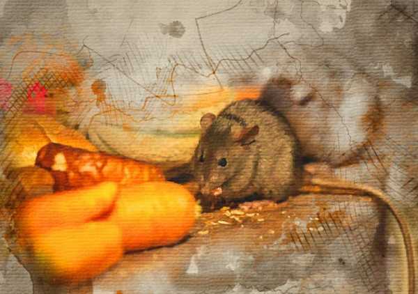 Топ 15 отпугиватель крыс и мышей какой лучше (рейтинг 2019-2020)