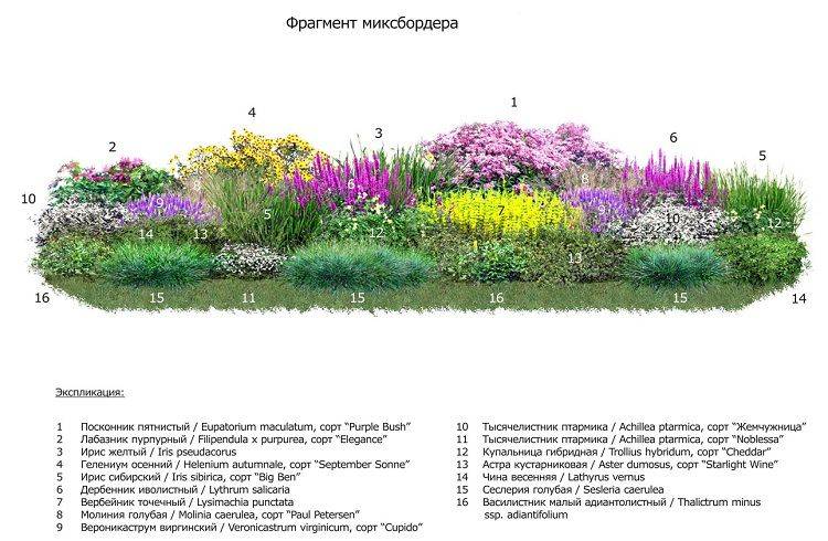 Миксбордеры из многолетников - 120 фото и видео основных схем размещения и обзор лучших сочетаний