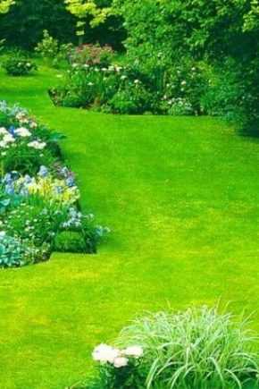 Как сделать газон на даче своими руками: красота не требует жертв