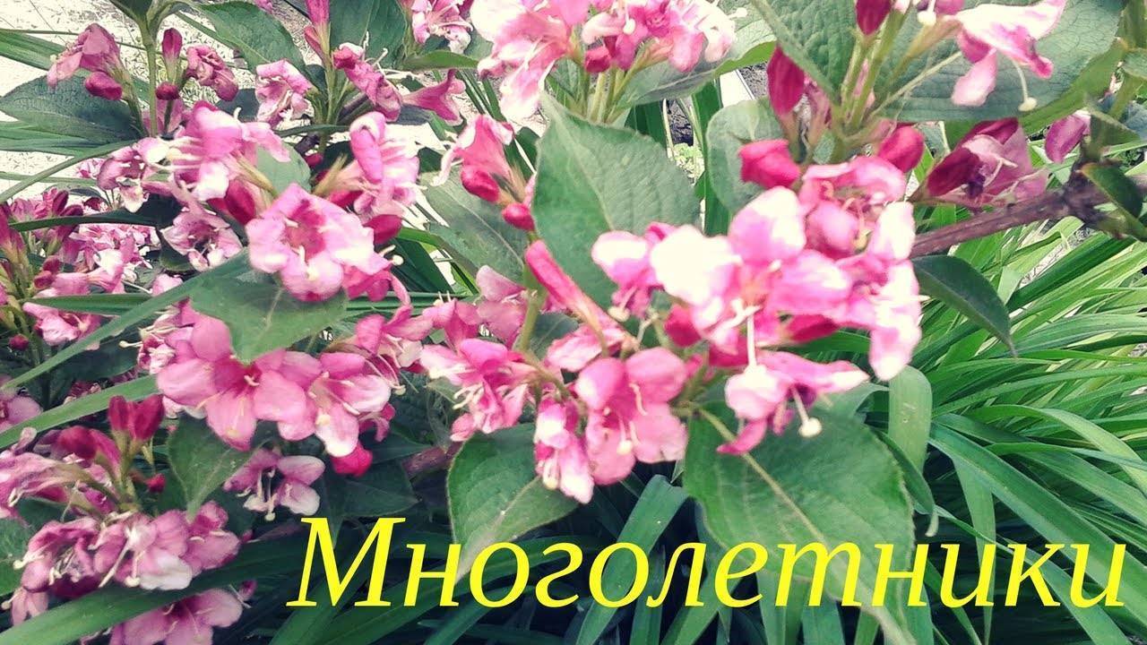 Многолетние дачные цветы для сада и огорода. каталог с описанием