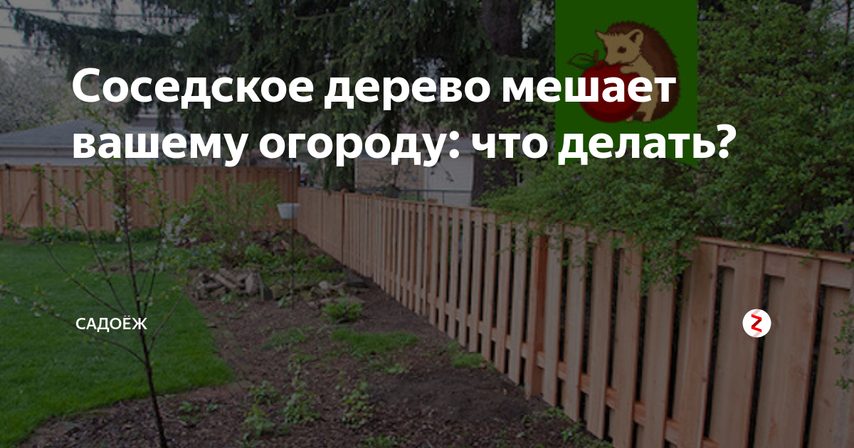 Можно ли пилить деревья на своем участке без разрешения | хорошие юристы