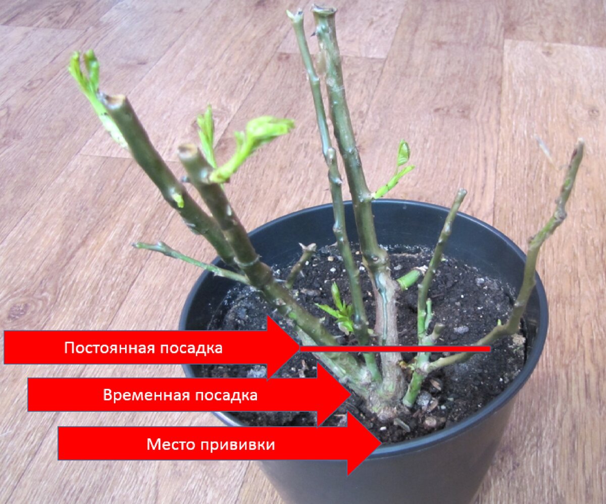 Как выбрать саженцы роз: советы специалистов