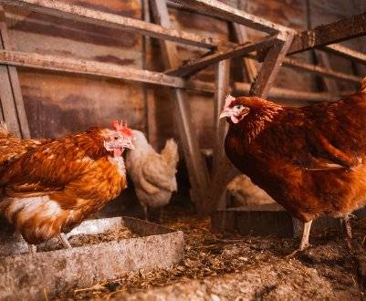 Насесты для кур: размеры и создание своими руками