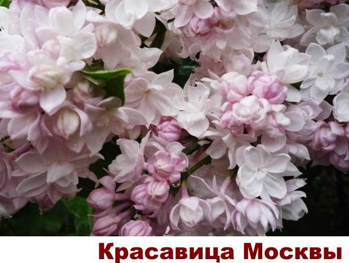 Живая изгородь на даче своими руками: посадка, уход, стрижка, как вырастить