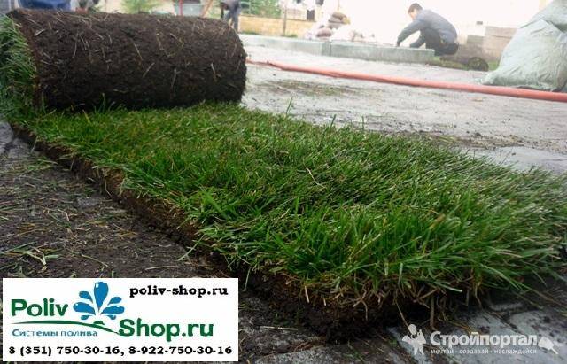 Все тонкости выбора и укладки искусственной травы на даче