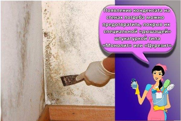 Плесень в погребе | способ избавления подвала от грибка