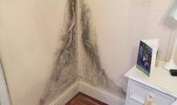 Плесень на стене в квартире: что делать и как уничтожить грибок