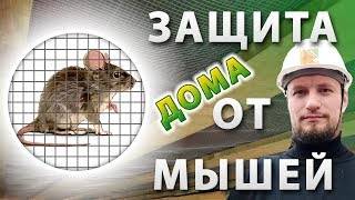 Способы борьбы с мышами в частном доме