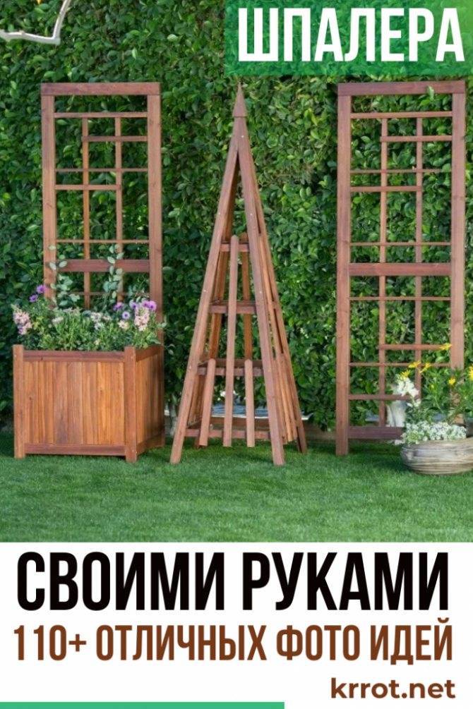 10 базовых правил ухода за комнатными лианами. фото — ботаничка.ru