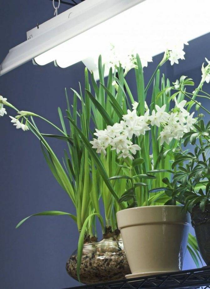 Лампы для растений (45 фото): как выбрать подходящую?