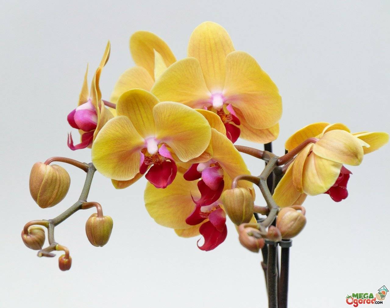 Как ухаживать за орхидеей после ее цветения, чтобы она вновь зацвела?