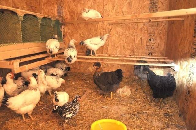 Зимние курятники: проекты и процесс строительства