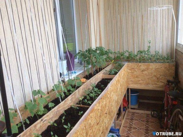 Парник для помидоров своими руками, несколько вариантов несложных парников, их фото русский фермер