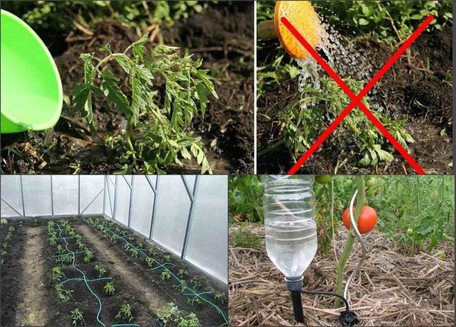 Как сделать капельный полив своими руками: сборка и как изготовить