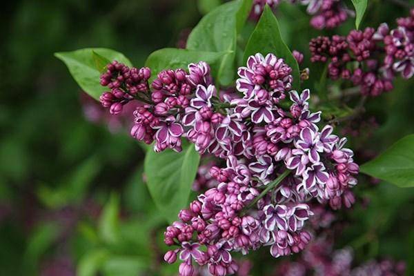Посадка живой изгороди из сирени