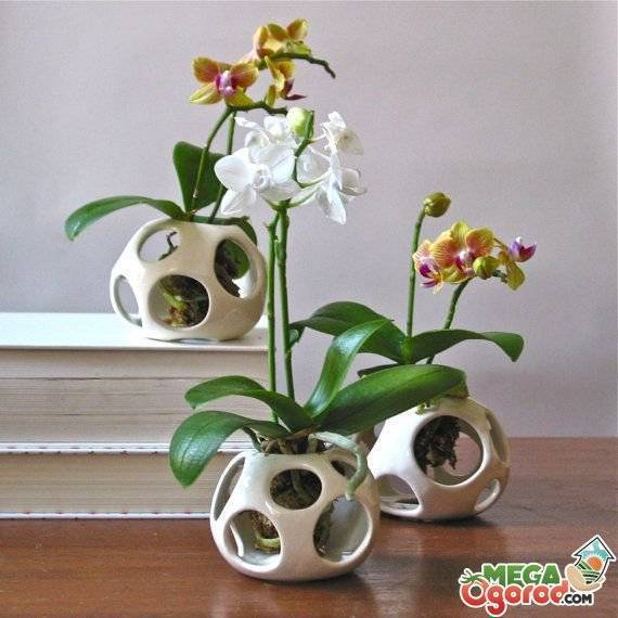 Размножение орхидеи цветоносом: как размножить растение с помощью черенков цветоноса в домашних условиях? можно ли размножать орхидею отцветшими цветоносами?