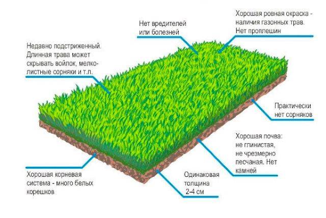 Устройство газона: подготовка, технология работ, выбор вида, уход