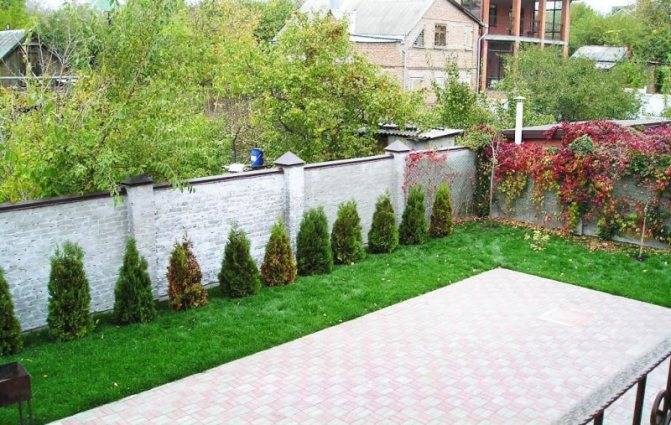 Живая изгородь: фото красивых «живых» заборов и особенности их выращивания