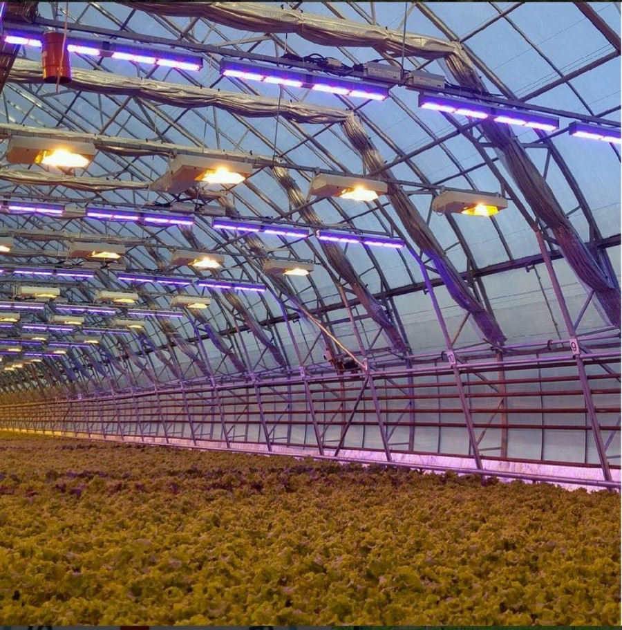 Led освещение теплиц. расчет светодиодных ламп для теплиц