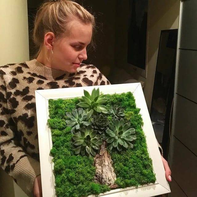 Живые картины (фитокартины) с суккулентами и другими растениями