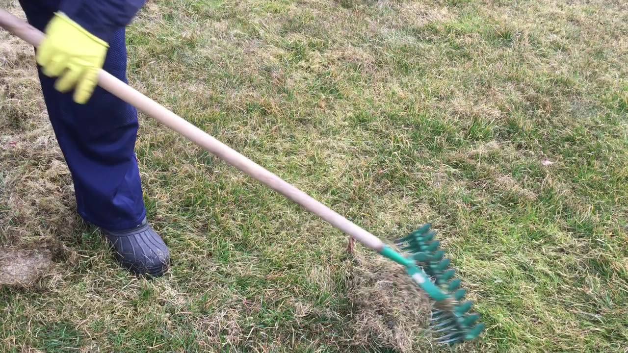 Мох на газоне: как избавиться, средства борьбы