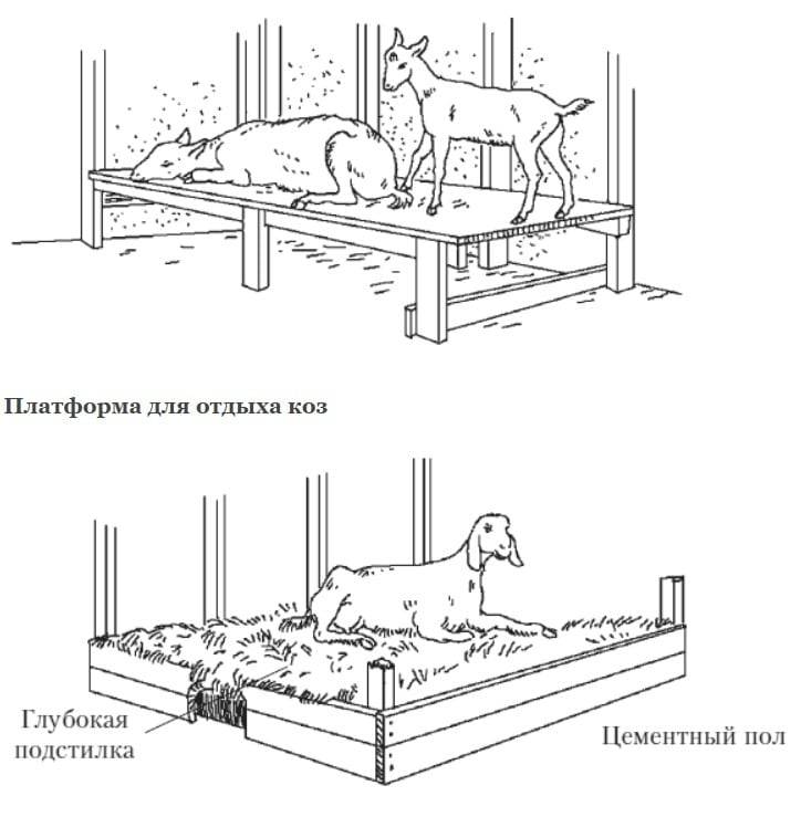 Козлятник своими руками чертежи