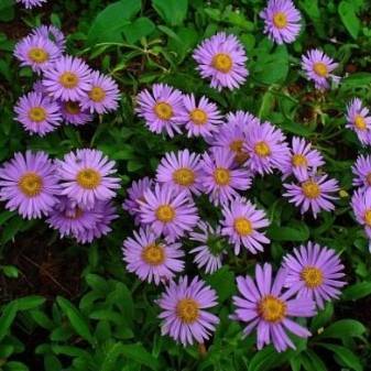 Растения весенних цветников и их названия (63 фото): какие цветы часто встречаются и как ими оформить клумбу