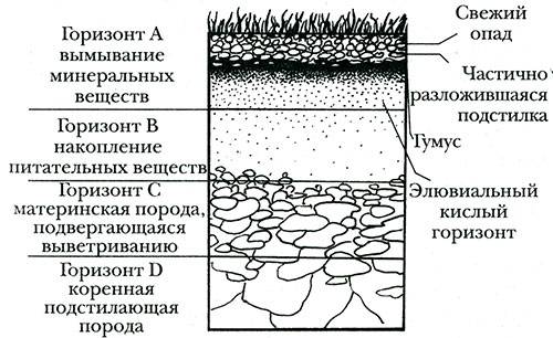 Повышение плодородия почвы: как ее улучшить своими руками и сделать чернозем? мероприятия, направленные на повышение плодородия почвы на садовом участке